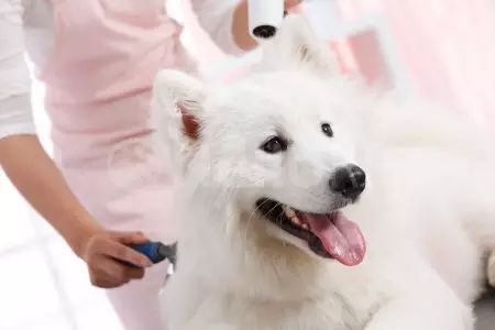 宠物狗掉毛怎么洗毛的呢