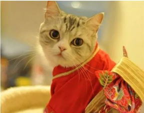 宠物猫怎么快速吹干毛发