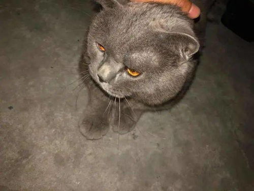 家园怎么领养宠物猫