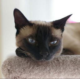 怎么正确抱宠物猫狗