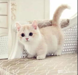 宠物狗猫拆家怎么处理好