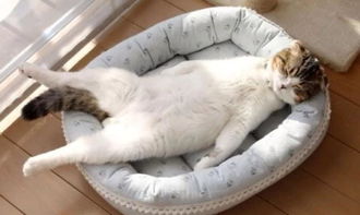 宠物猫睡觉怎么呼吸