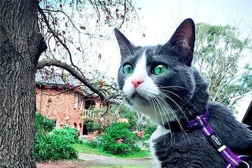 旅行怎么带宠物猫