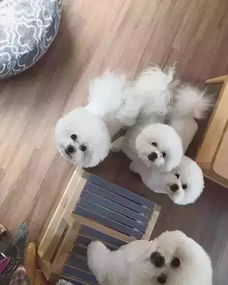 宠物狗群比熊怎么养的呢