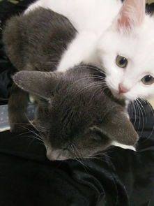 宠物猫怕人跑了怎么抓