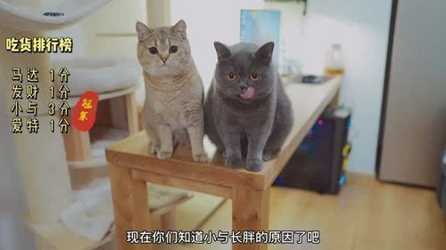 宠物猫怎么长胖
