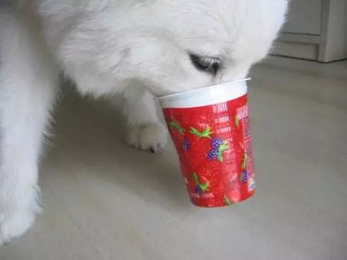 狗狗一次喝多少酸奶