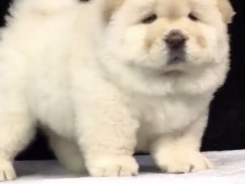 狗狗拍ct多少钱