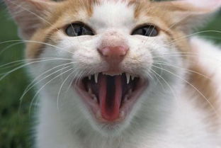 猫打针需要多少钱