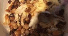 宠物狗的料理鸡胸肉怎么做