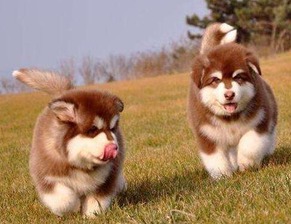 阿拉斯加犬多少钱