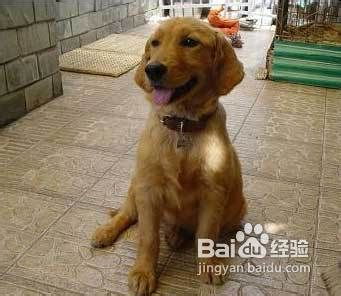 宠物狗怎么教它才能听话