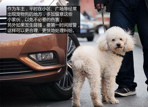 撞到了宠物狗会怎么样