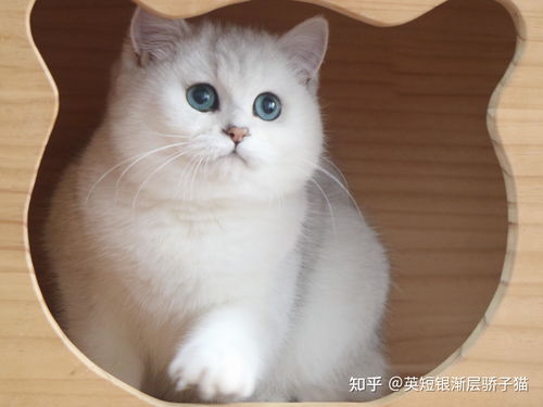 宠物猫食猫条怎么喂