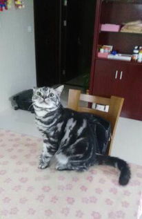 宠物猫送来猫粮怎么处理