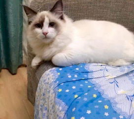 流星布偶宠物猫怎么养