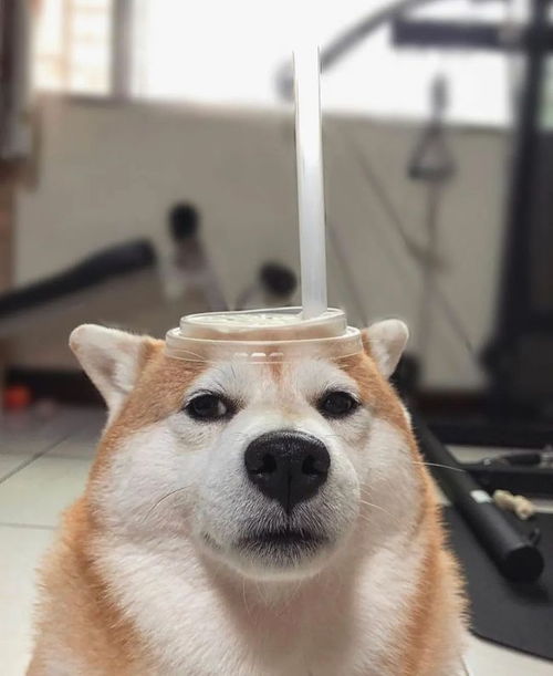 荼杯犬一只多少钱