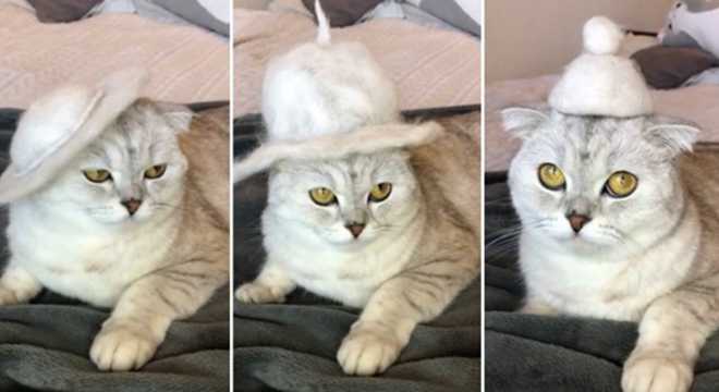 在家怎么自己做宠物猫