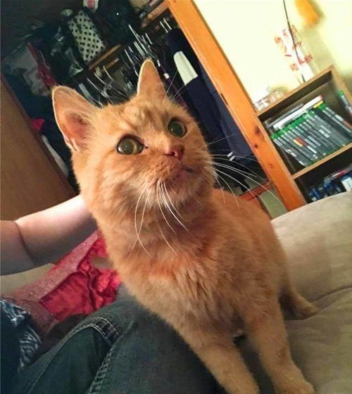 青少年怎么养宠物猫