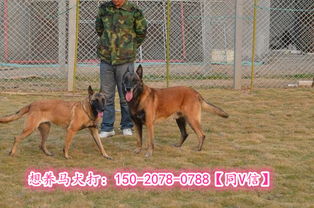 马犬一个月多少钱
