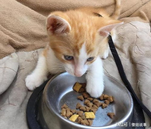 宠物猫怎么护食