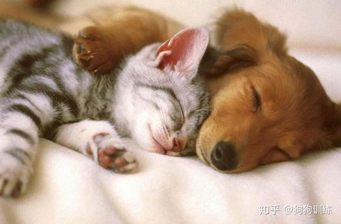 宠物猫狗驱耳虫怎么驱好