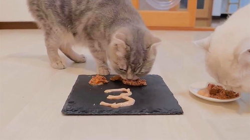 怎么能让宠物猫吃饭