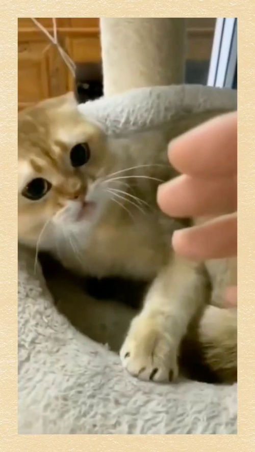 想摸宠物狗不给摸怎么办