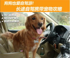 自驾游带的宠物狗怎么带