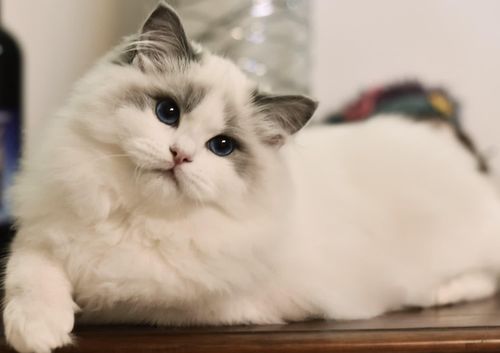 宠物猫大猫怎么养好呢