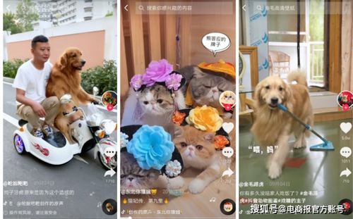 宠物狗行业带货怎么样