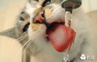 宠物狗猫喝水怎么办啊