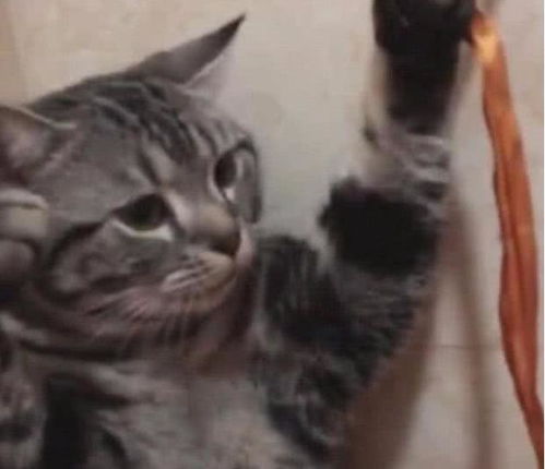 宠物猫怎么绑起来
