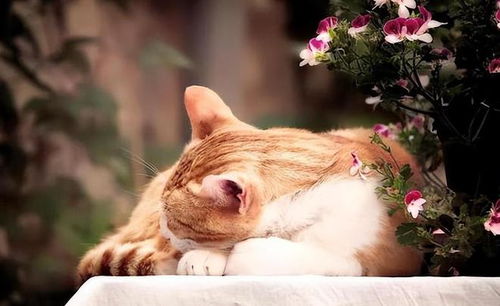 宠物猫怎么关灯不叫