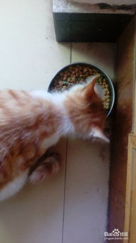 宠物猫怎么训练屎尿