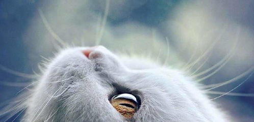 宠物猫脑疝怎么治疗的呢