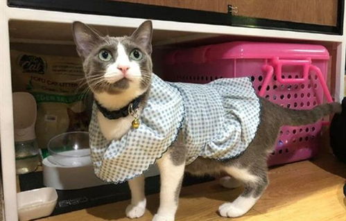 猫宠物猫衣服怎么做