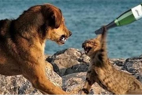 宠物狗总被猫攻击怎么办