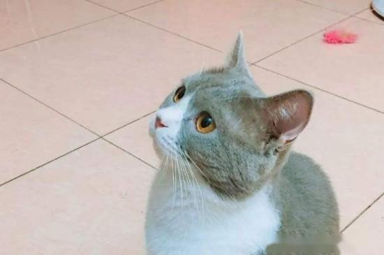 猪肝怎么给宠物猫吃