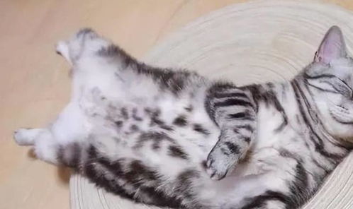 宠物猫老是打滚怎么办啊
