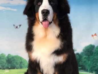 伯恩山犬多少钱一只