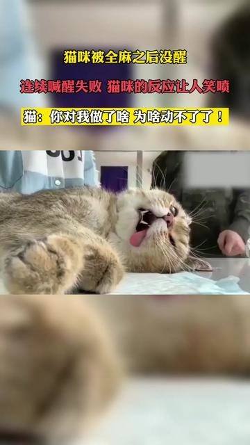 宠物猫怎么全麻
