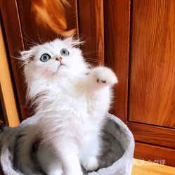 宠物猫舍怎么经营