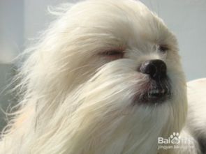 讨厌养宠物狗怎么办呀