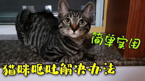 宠物猫吐怎么办