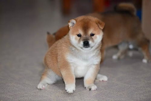 日本柴犬在日本多少钱