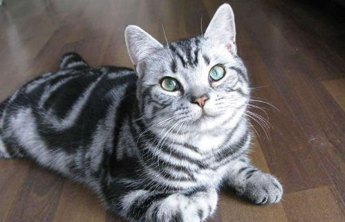 乡下怎么养宠物猫跳蚤