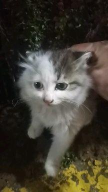 怎么才能捡到小宠物猫