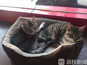 宠物猫寄养一天多少钱