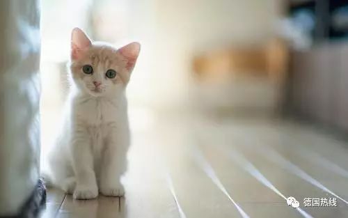 怎么带宠物猫回国玩